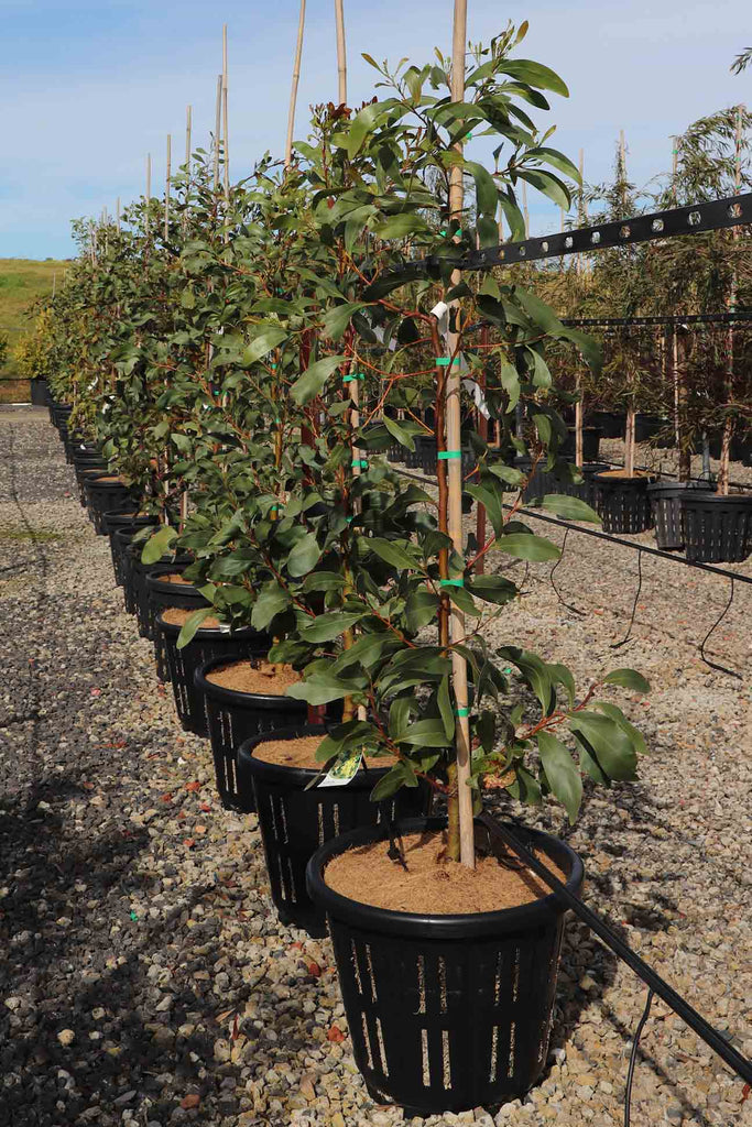 A group of Acacia pycantha in 40cm air-pruned pots