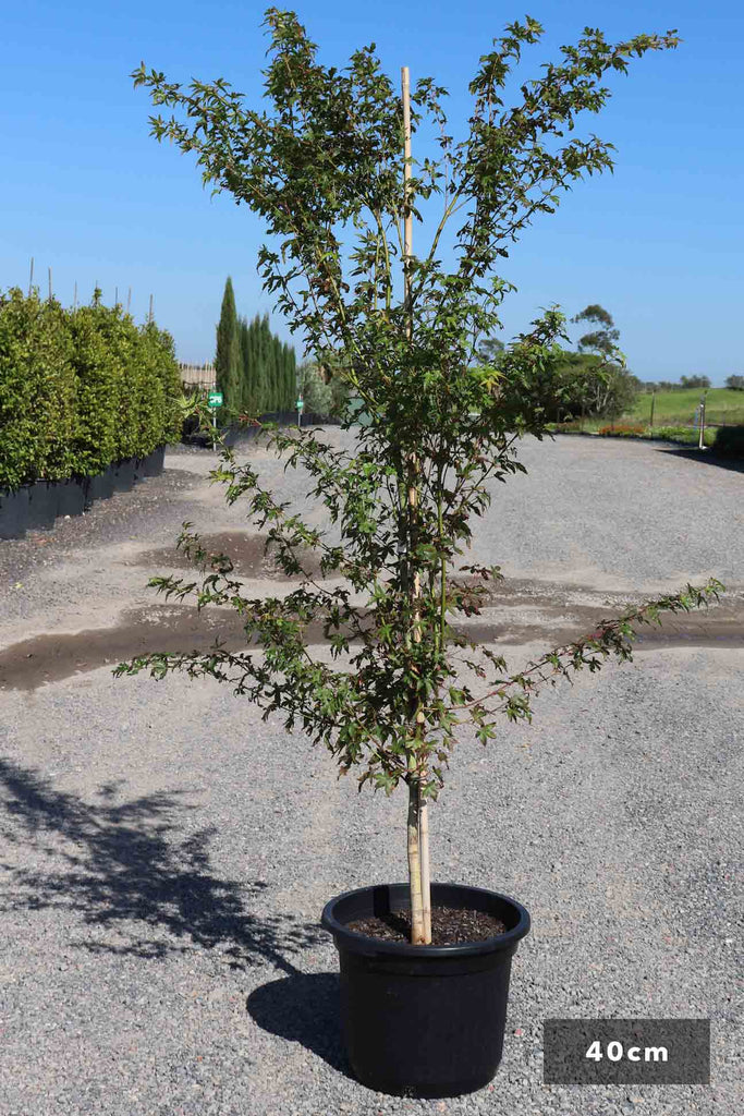 Acer palmatum in a 40cm black pot