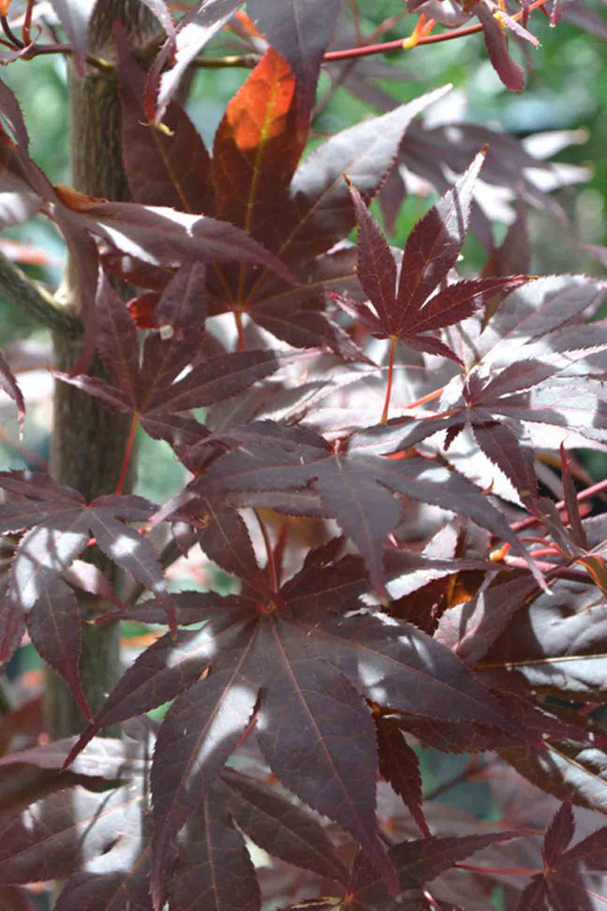 close up of the Acer Palmatum Atropurpureum foliage