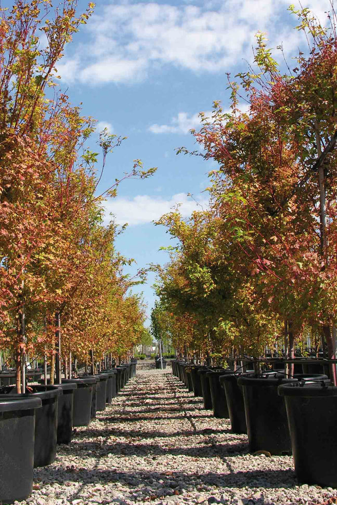 a group of Acer Palmatum in black pots in two rows, either side of the image