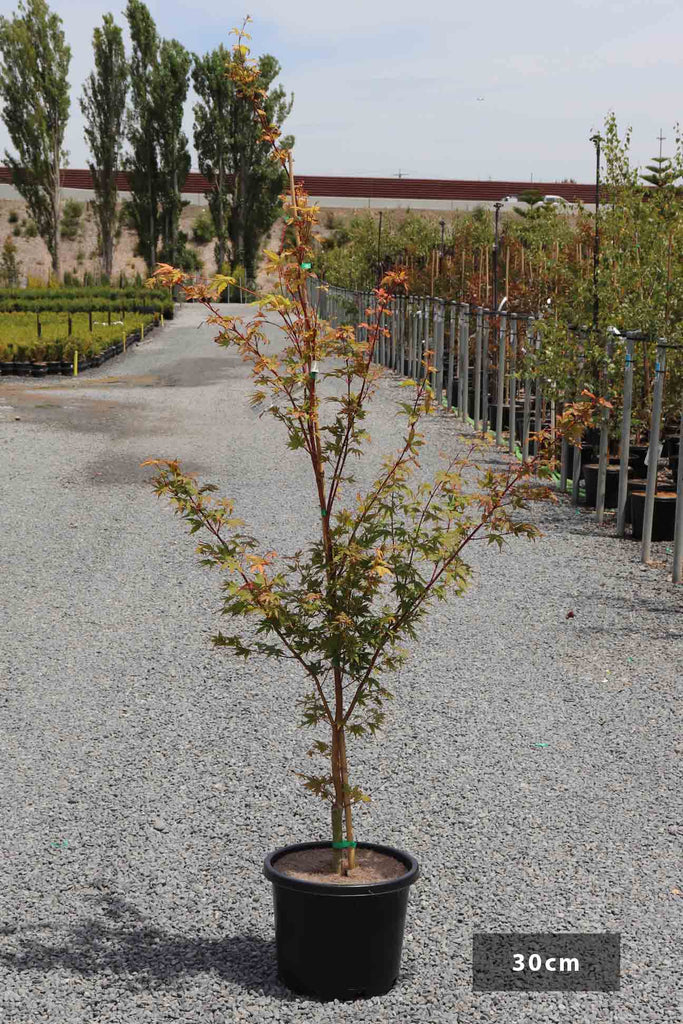 Acer palmatum 'Senkaki' in a 30cm black pot