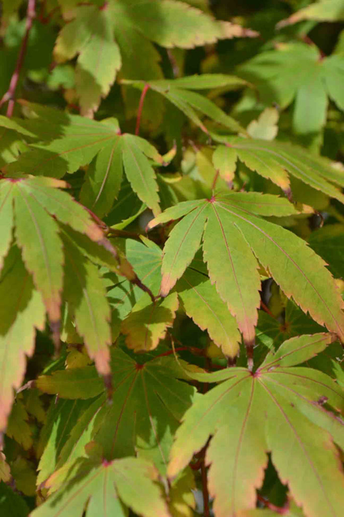 closeup of the Acer Palmatum Senkaki foliage