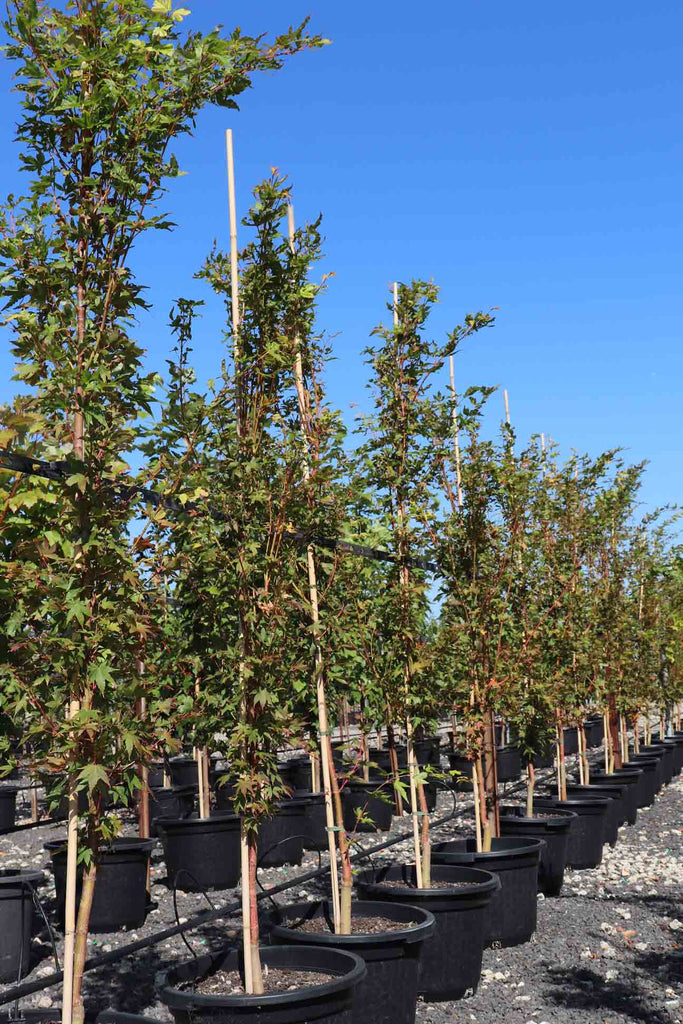 rows of Acer palmatum 'Senkaki' in black pots