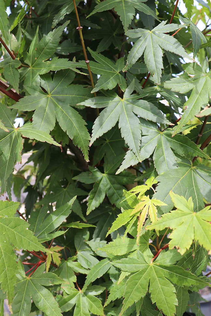close up of Acer Palmatum green foliage