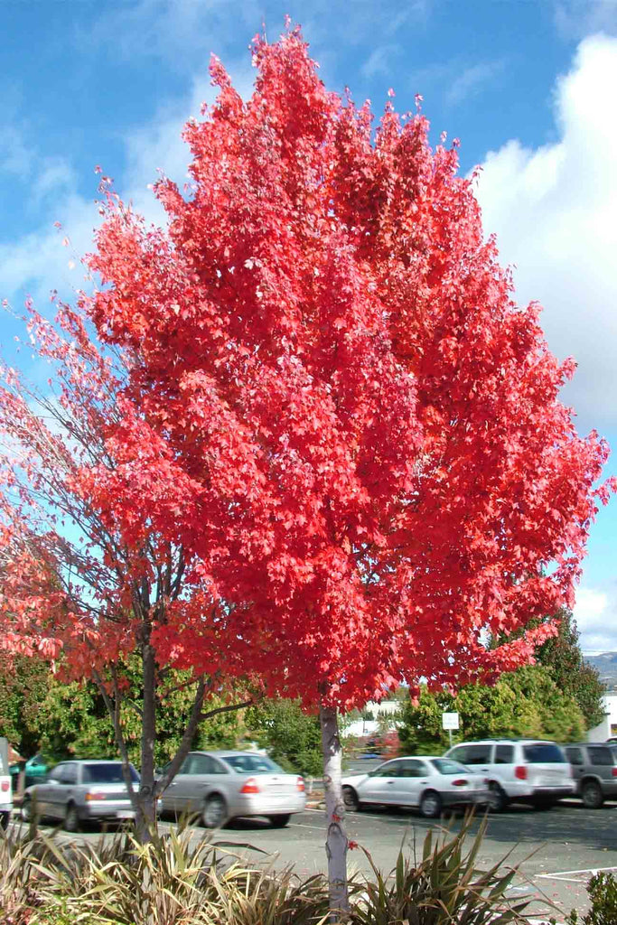 Acer rubrum October Glory with Autumn foliage
