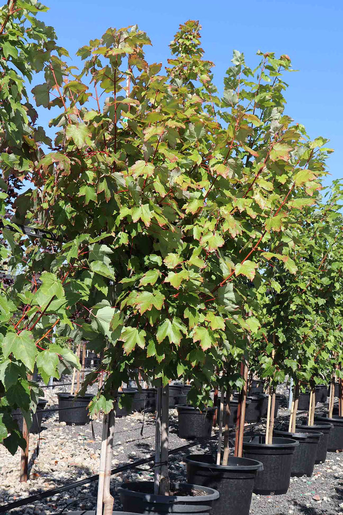 rows of Acer rubrum 'October Glory' in black pots