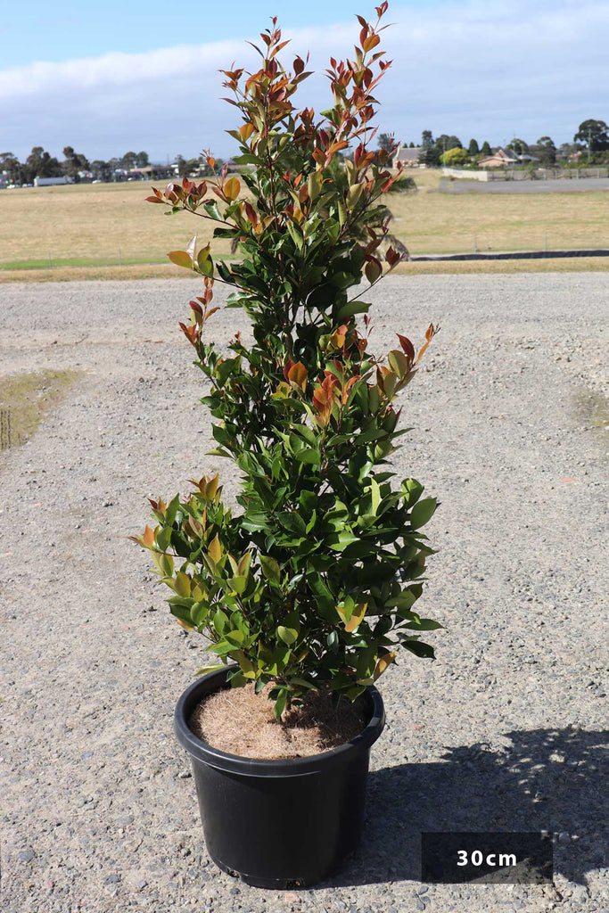 Acmena smithii ‘Fire Screen’ in a 30cm black pot