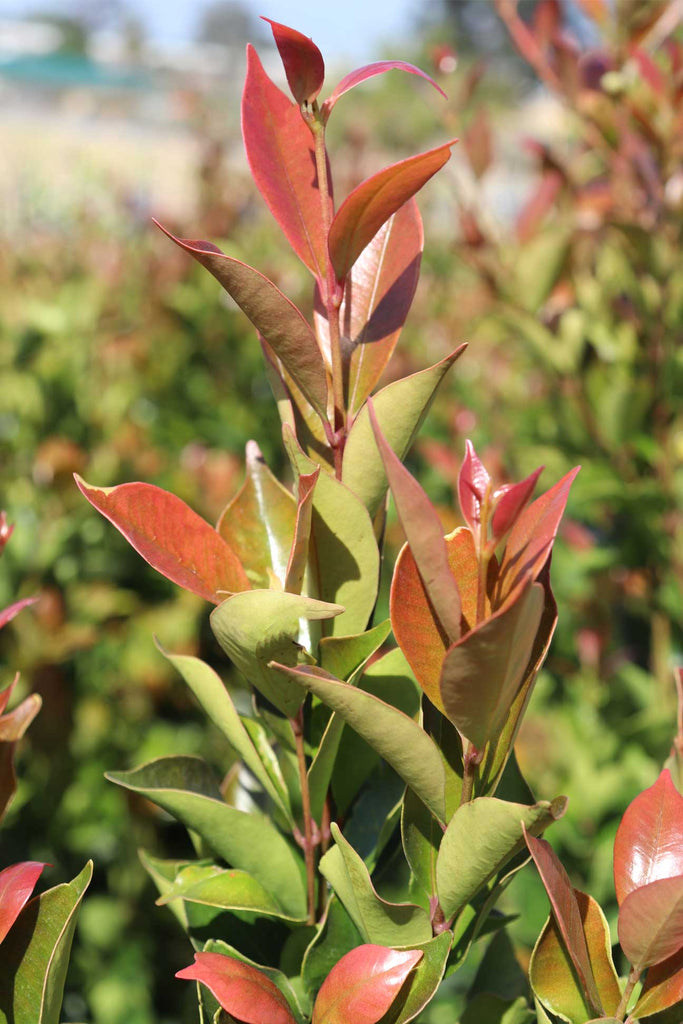 Acmena smithii ‘Fire Screen’ red and green foliage