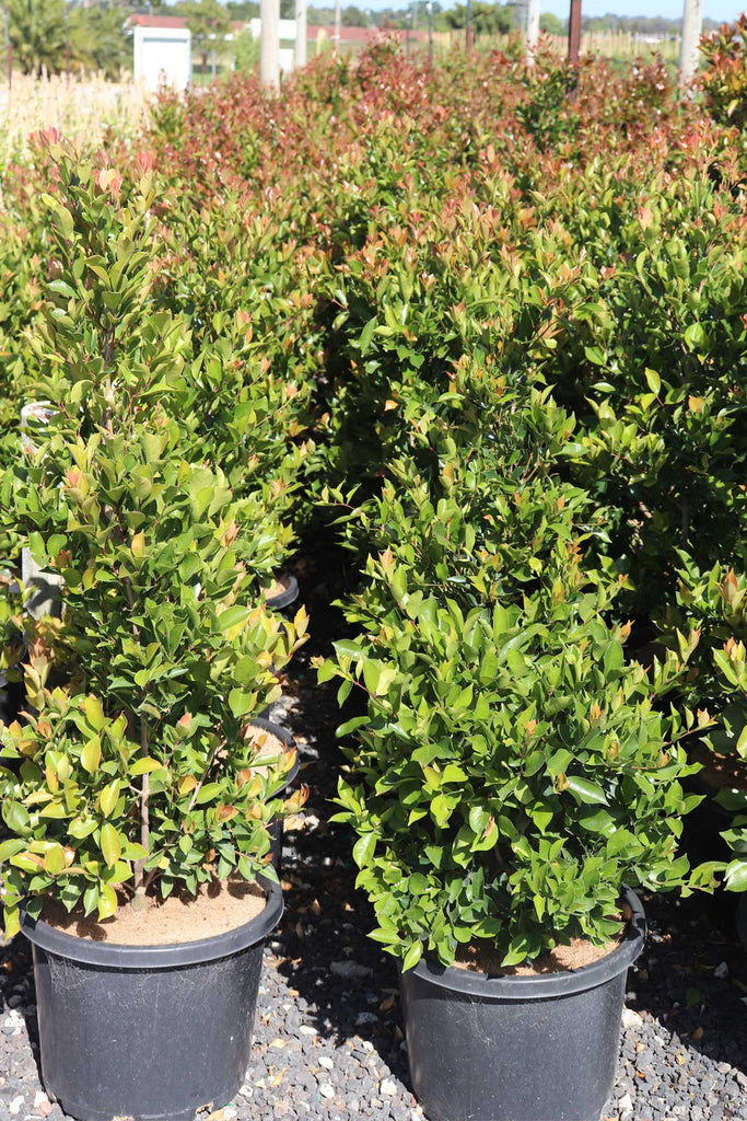 group of 30cm Acmena smithii ‘Fire Screen’