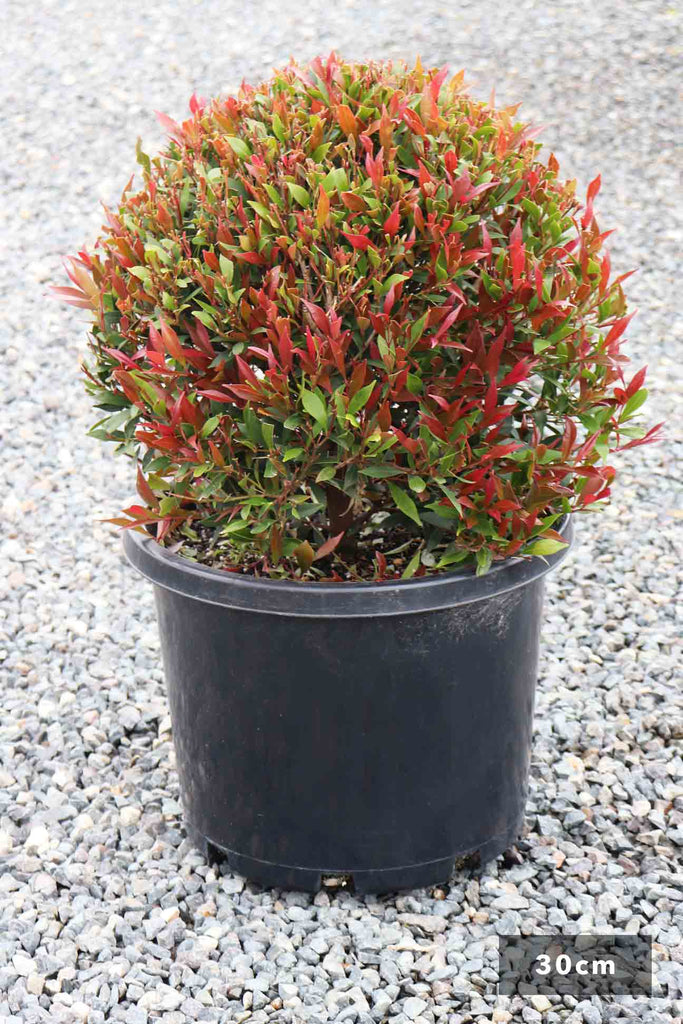 Acmena Smithii Forest Flame Topiary Ball in a 30cm black pot