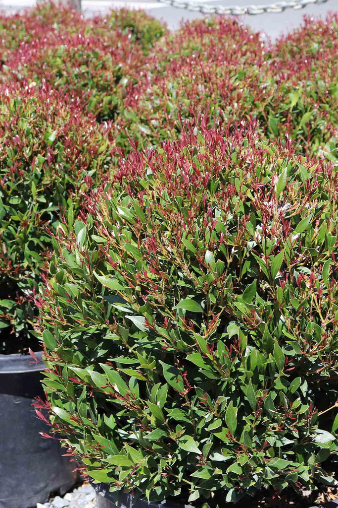 Acmena Smithii Forest Flame Topiary Ball in a group