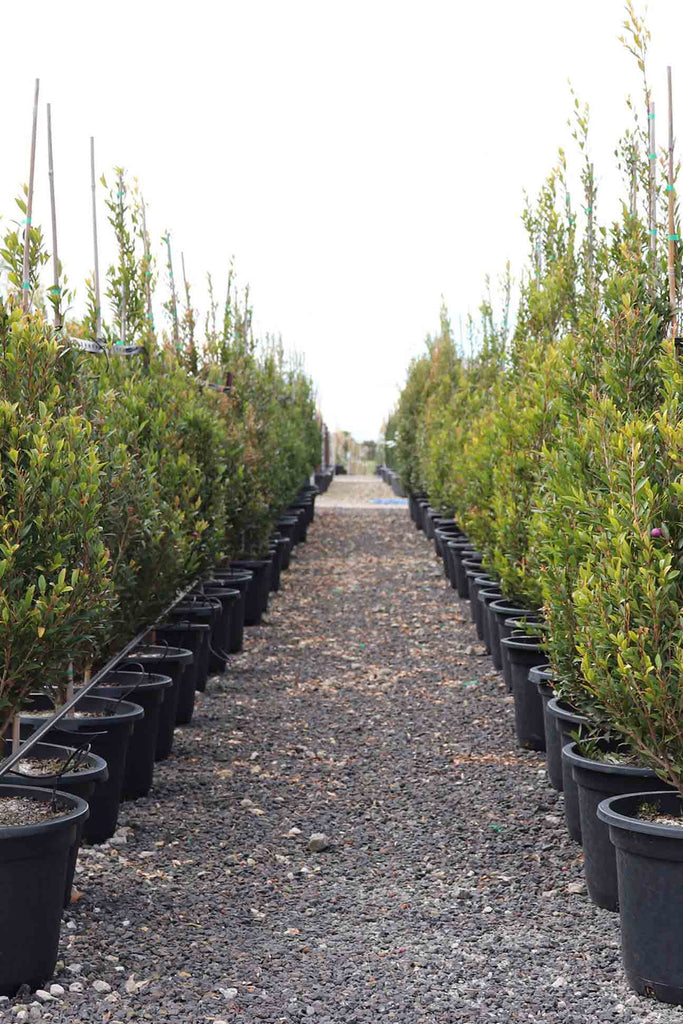 two rows of Acmena Smithii Minor on left and right in black pots