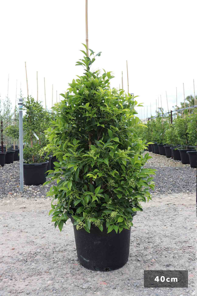 Acmena Smithii Sublime in a 40cm black pot