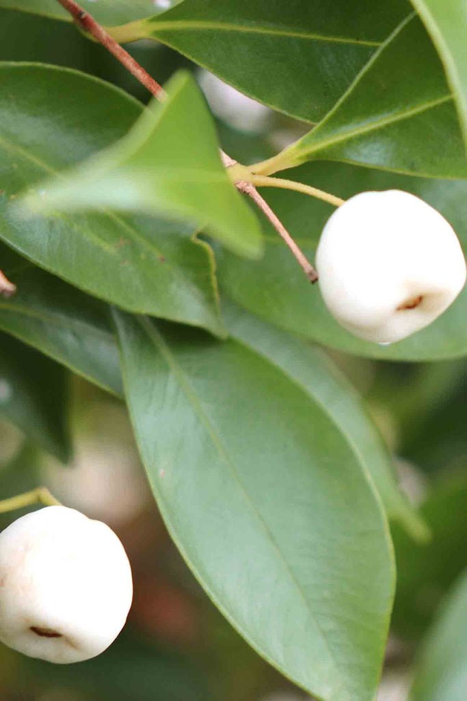 close up of Acmena Smithii Sublime foliage and white berries