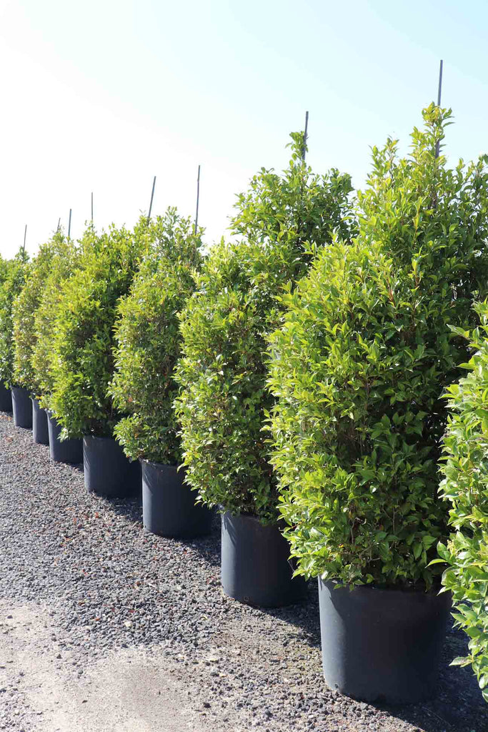 a row of Acmena smithii 'Sublime' in black pots