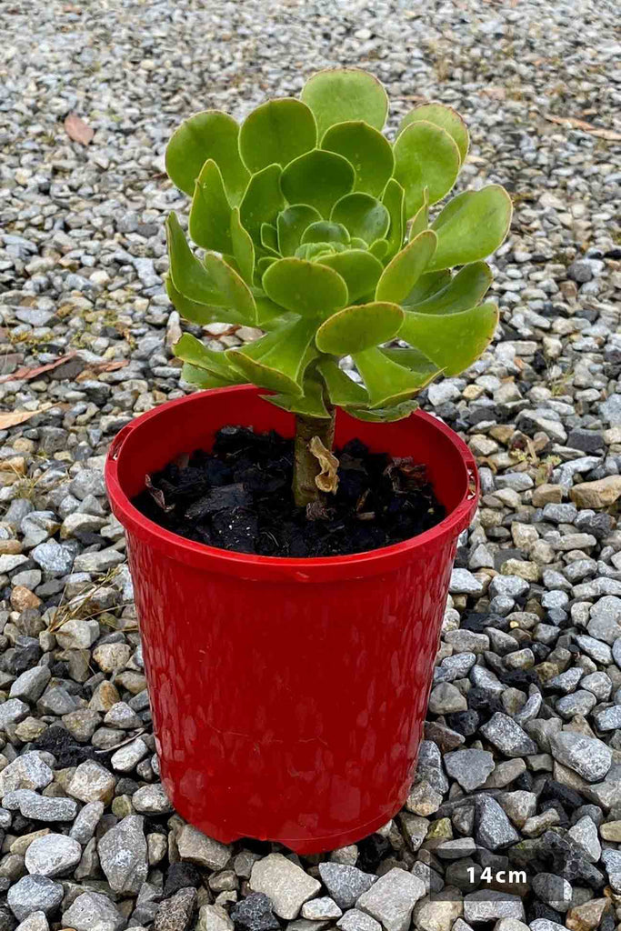 Aeonium arboreum in a 14cm pot
