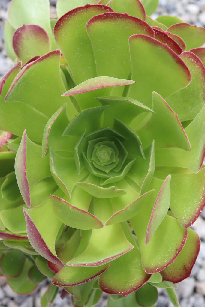 Close up of the Aeonium Blush from above showing the rose formation