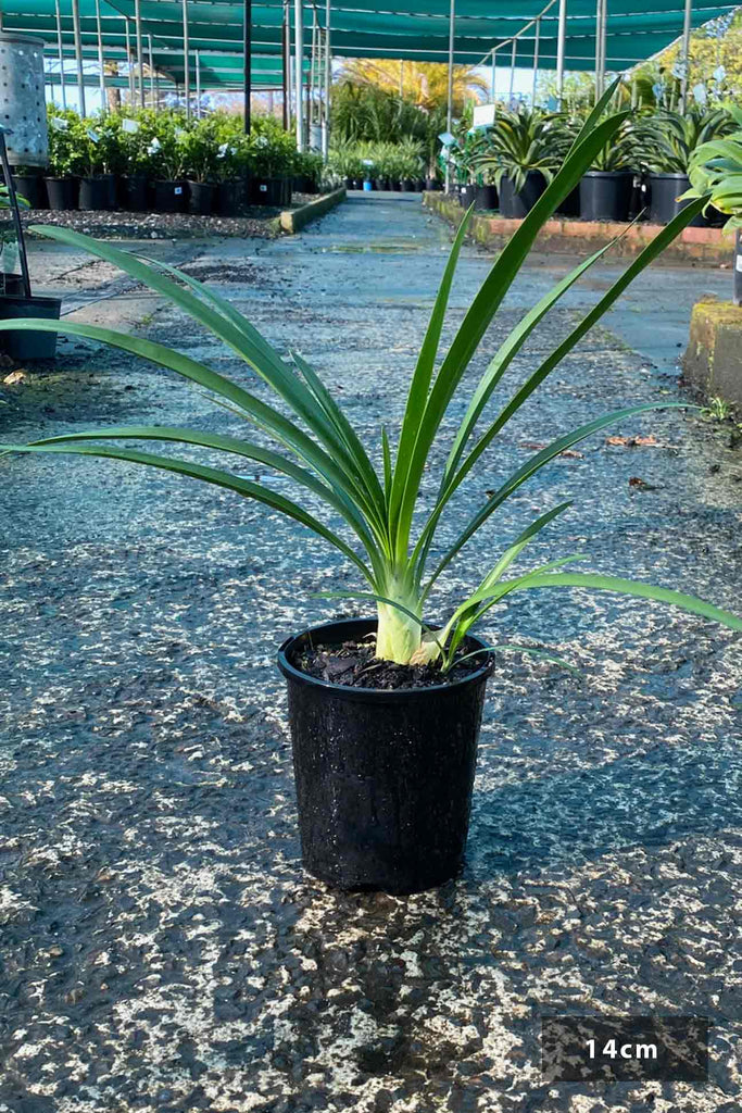 Agapanthus orientalis Blue in a 14cm black pot