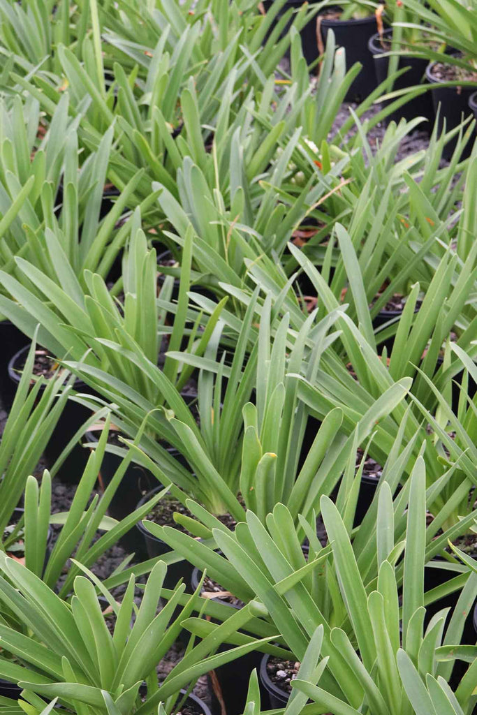 A group of Agapanthus orientalis Blue in 20cm black pots