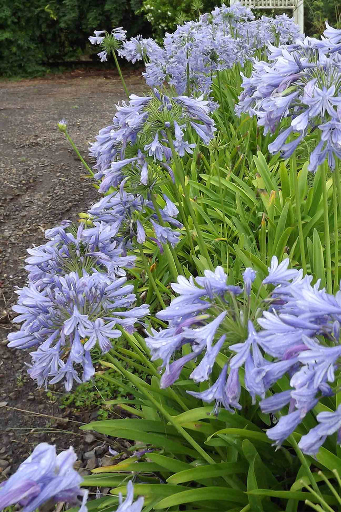 Flowering Agapanthus orientalis Blue in a garden