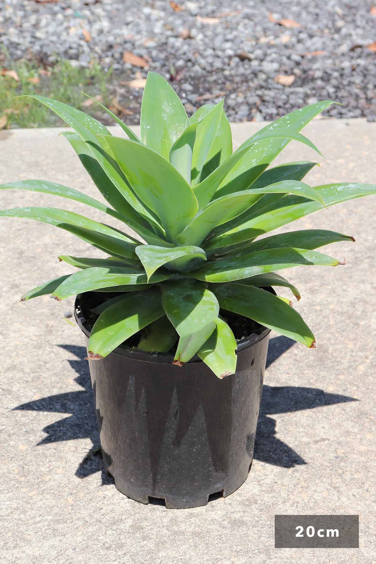 Agave attenuata – Dinsan Nursery