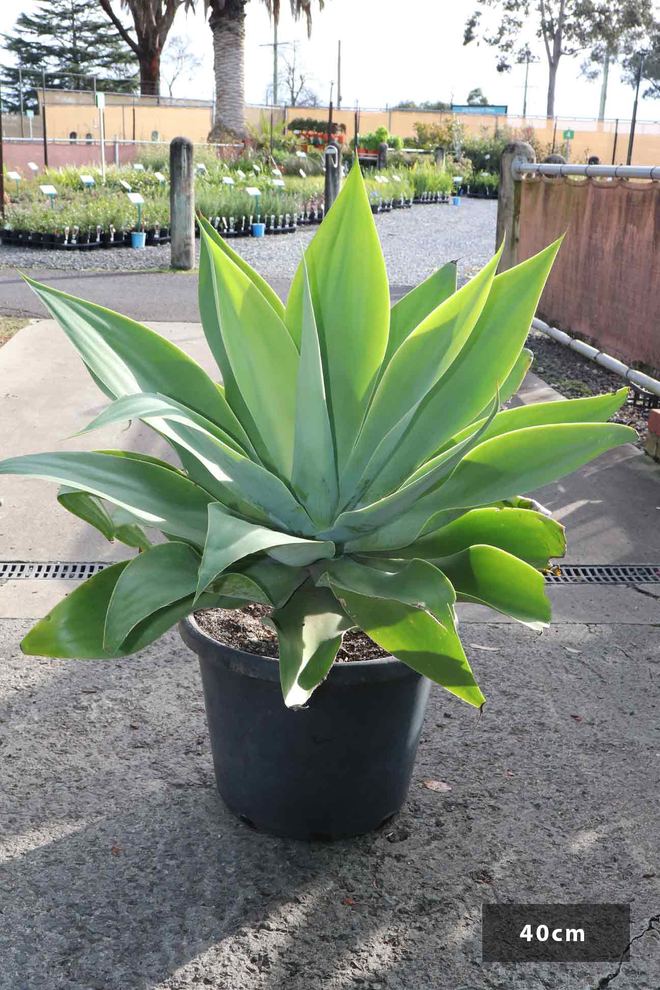 Agave attenuata  Dinsan Nursery