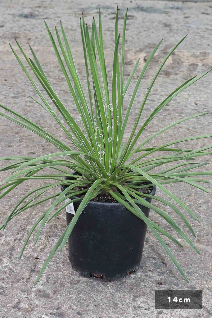 Agave geminiflora in a 14cm black pot