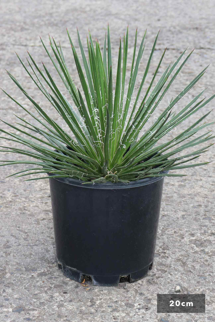 Agave geminiflora in a 20cm black pot