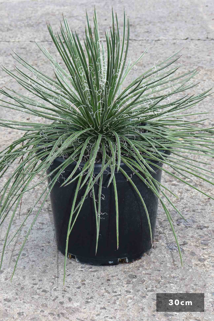 Agave geminiflora in a 30cm black pot