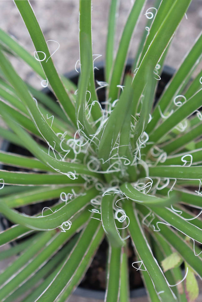 overhead close up of the Agave geminiflora 