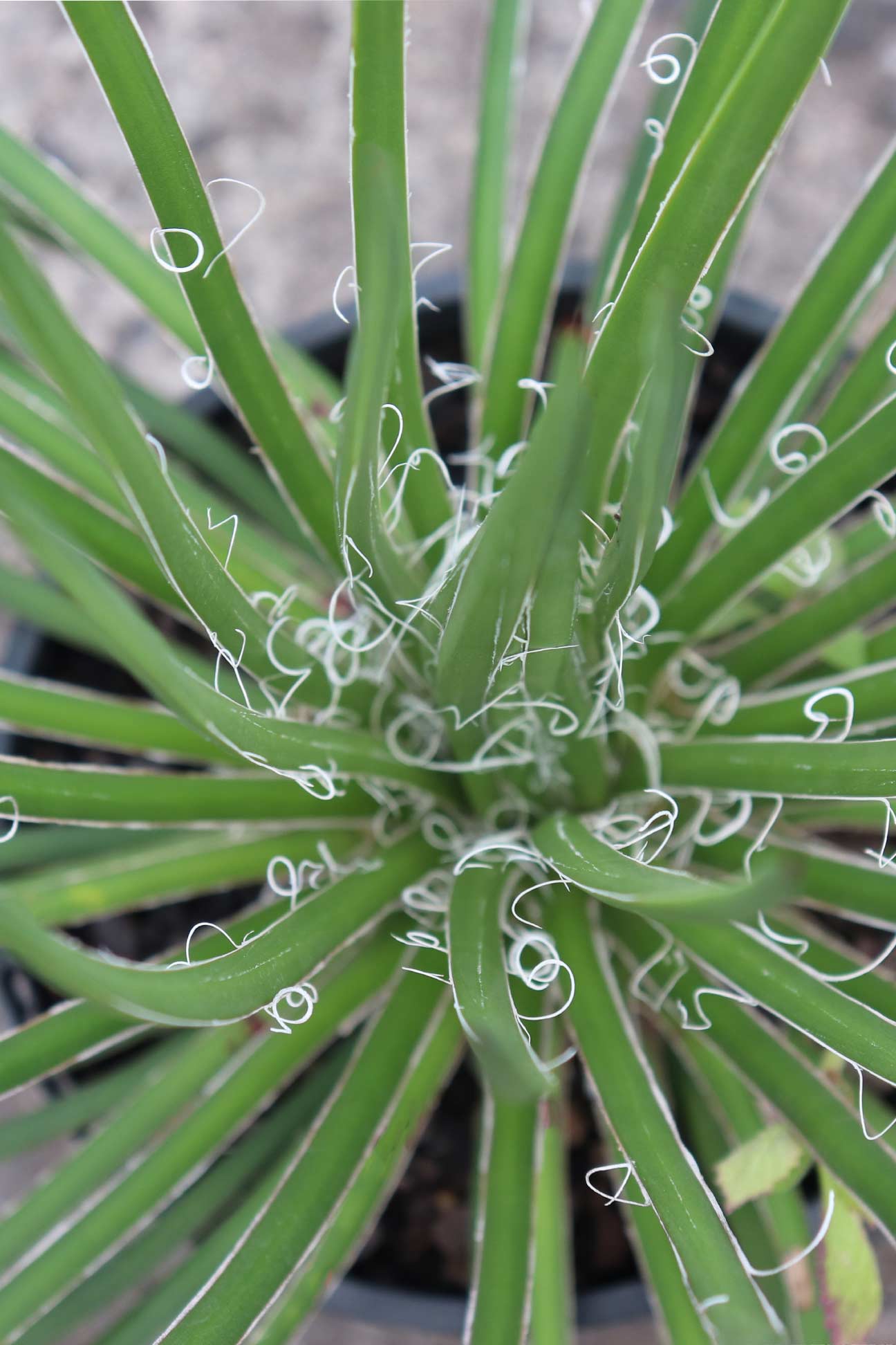 Agave geminiflora – Dinsan Nursery