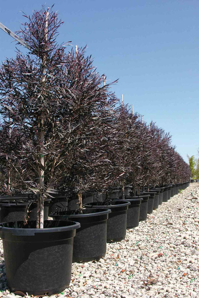 row on the left of Agonis Flexuosa After Dark in black pots
