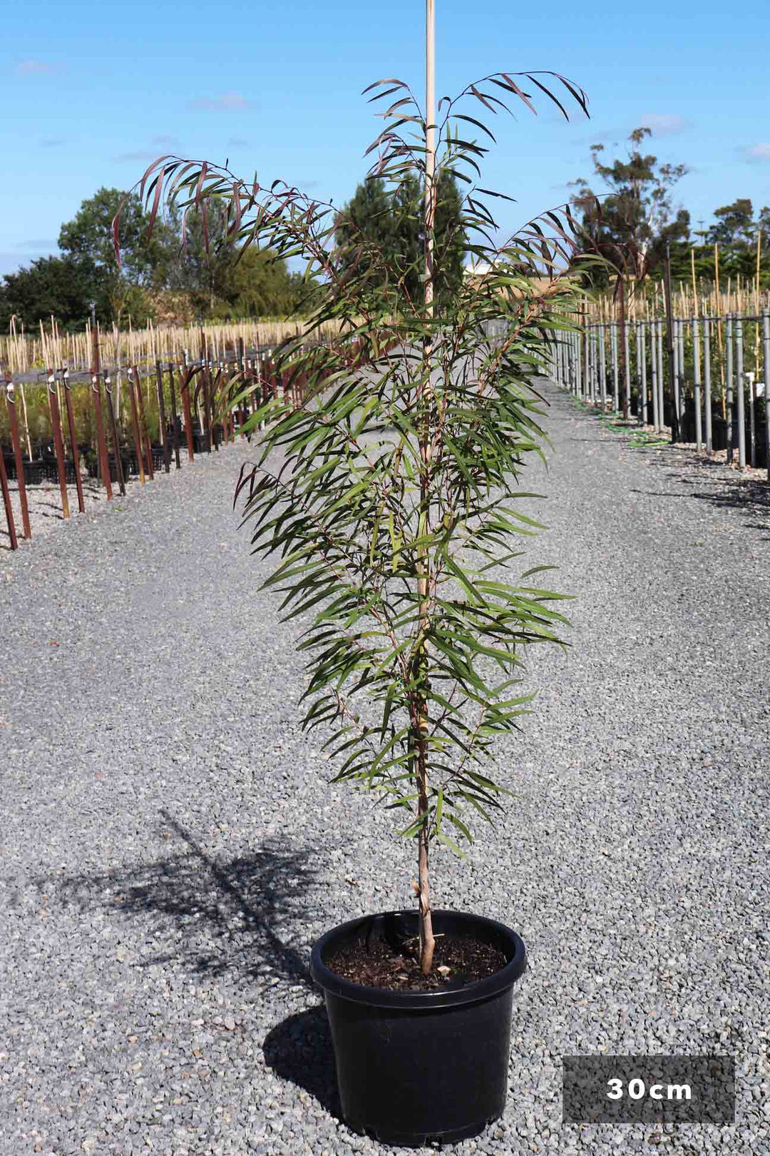 Agonis flexuosa 'Burgundy' – Dinsan Nursery