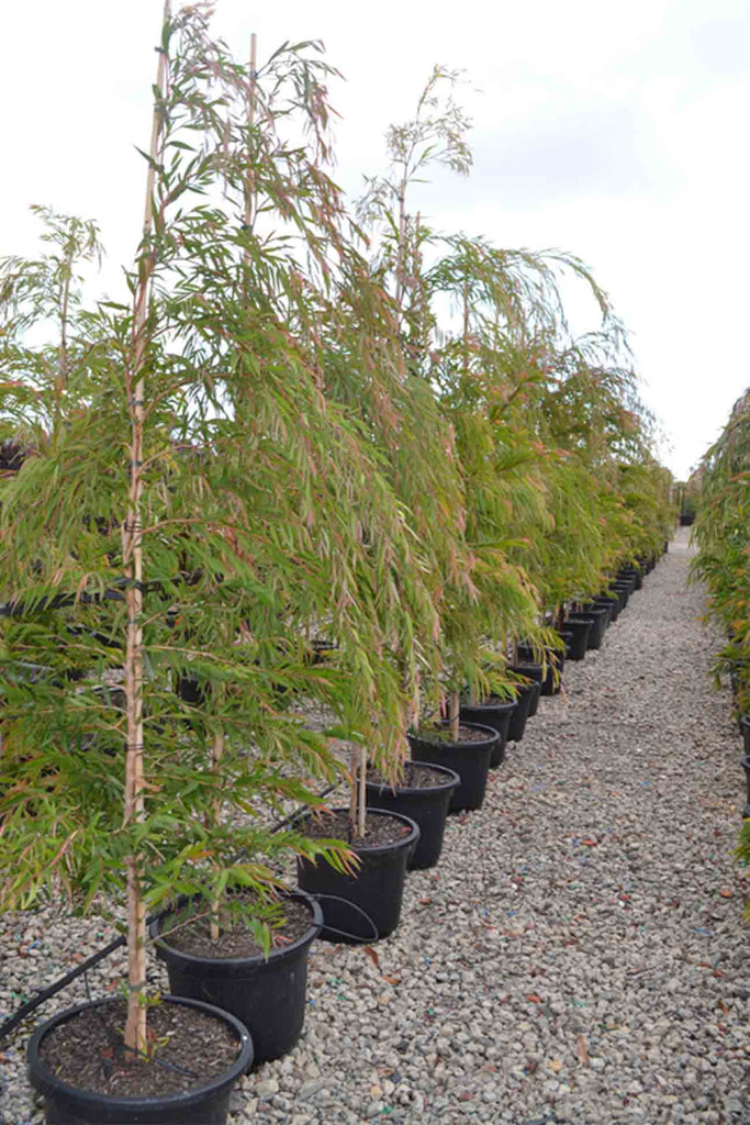 A group of Agonis flexuosa in 40cm black pots