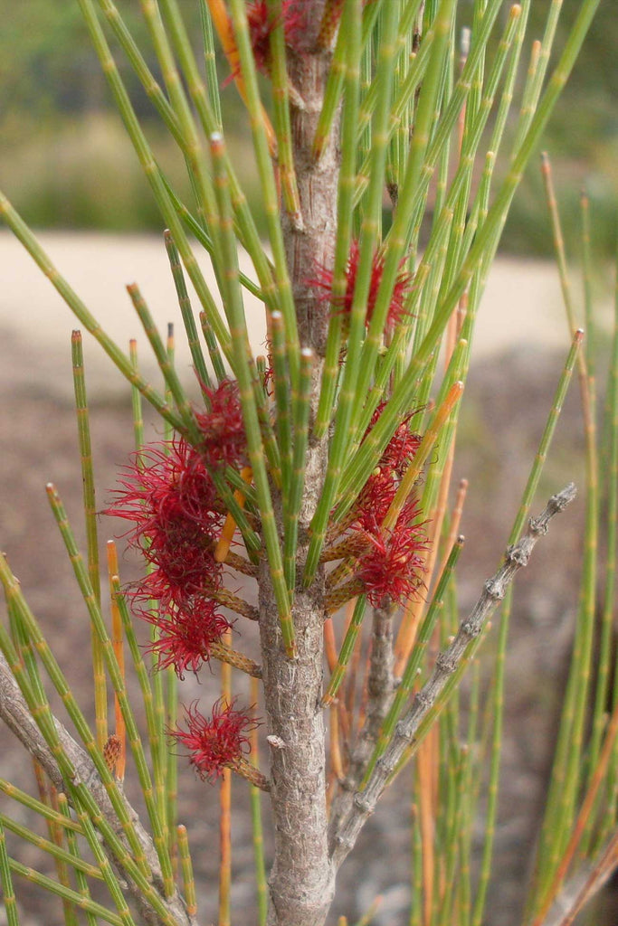A close up photo of Allocasuarina Littoralis red flower