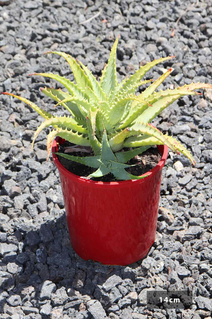 Aloe x spinosissima in a 14cm pot