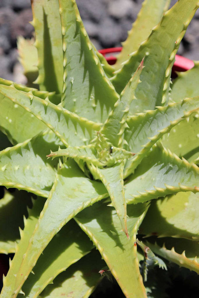 Aloe x spinosissima from above