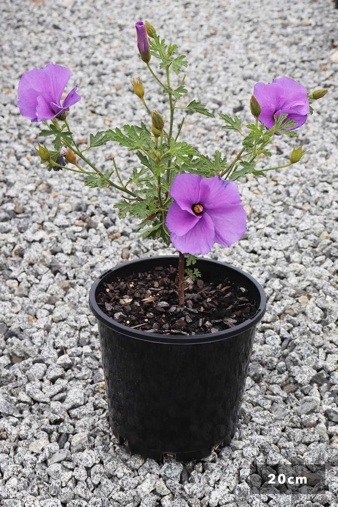 Alyogyne Huegelii ‘West Coast Gem’ in a 20cm black pot