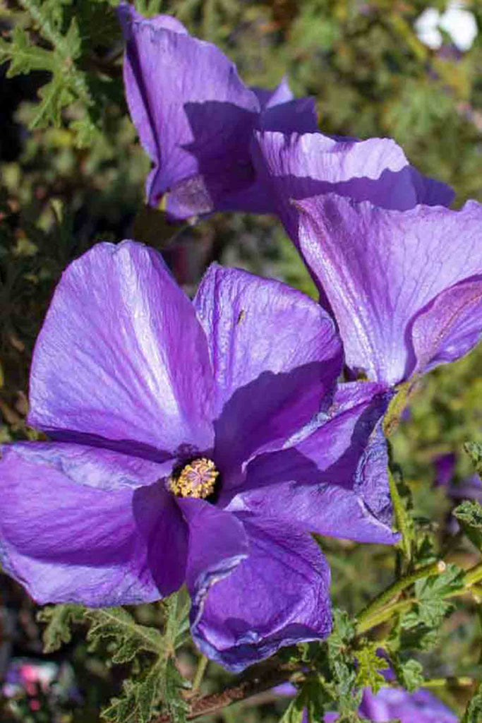 close up of Alyogyne Huegelii West Coast Gem flower, which is purple
