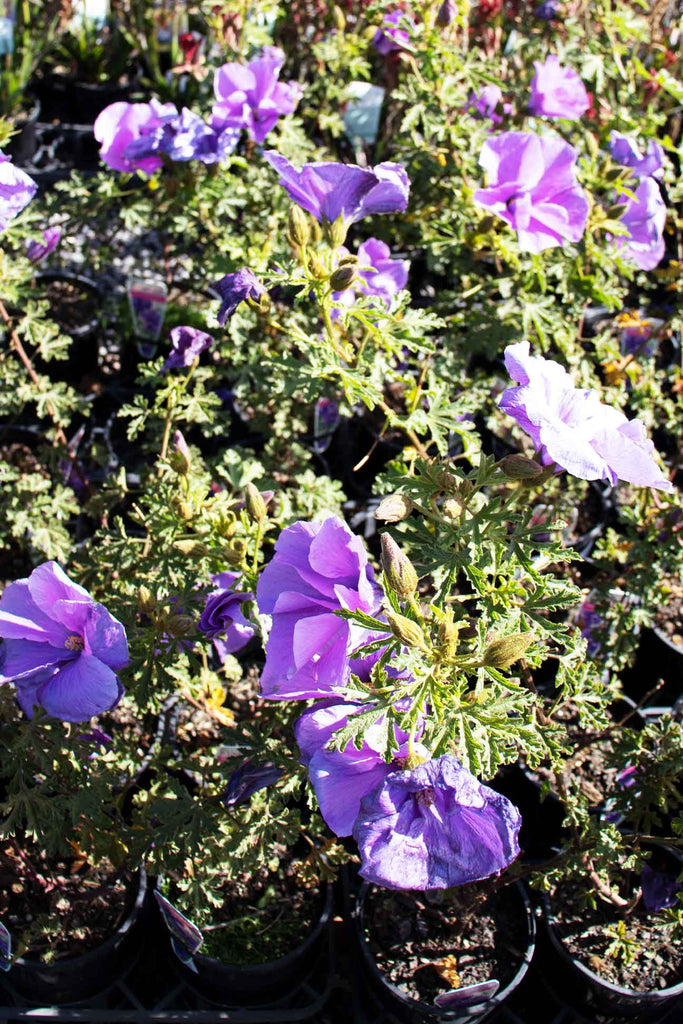 Group Shot of Alyogyne Huegelii West Coast Gem flower, which is purple