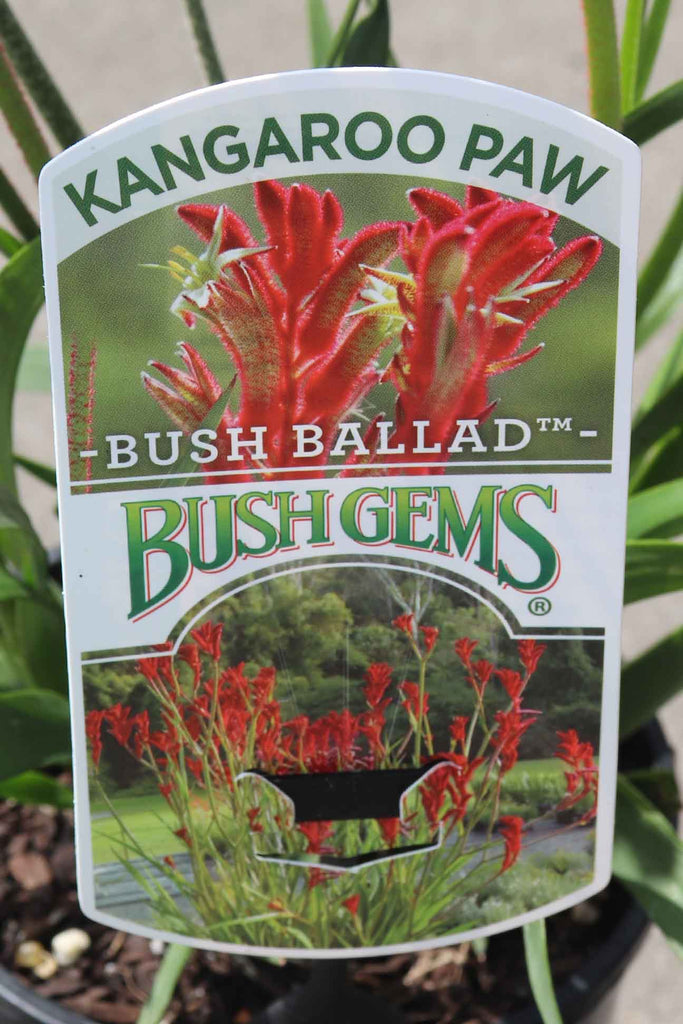 Anigozanthos ‘Bush Ballad' plant label