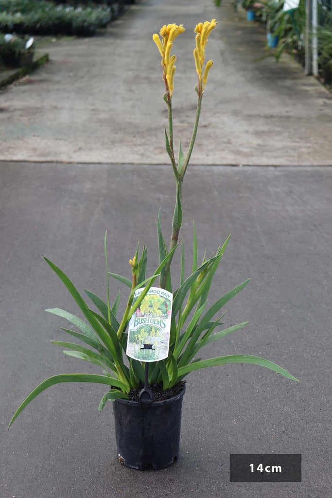 Anigozanthos 'Bush Bonanza' in a 14cm black pot