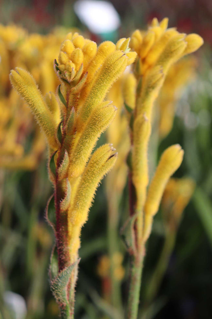 Anigozanthos 'Bush Bonanza' striking yellow flowers