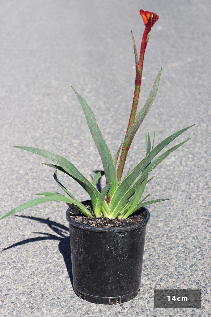 Anigozanthos ‘Bush Fire' in a 14cm black pot