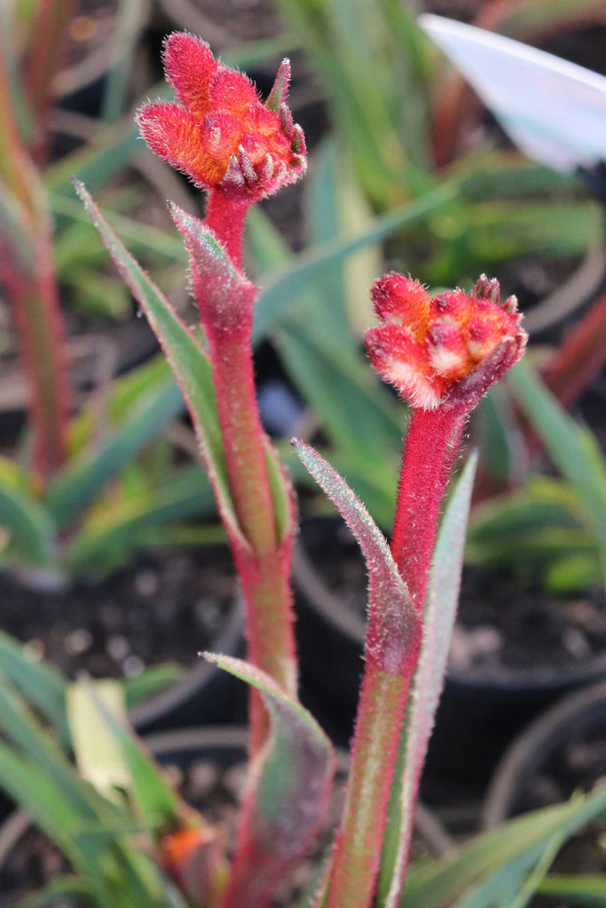 Anigozanthos ‘Bush Fire' large orange/gold flowers