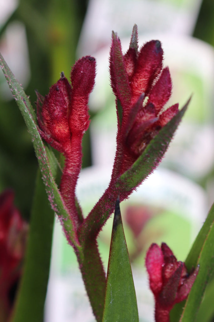 Anigozanthos 'Bush Elegance' red/burgundy flowers
