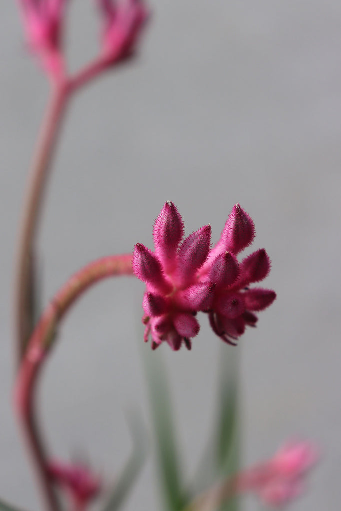 Anigozanthos 'Bush Pearl' flower