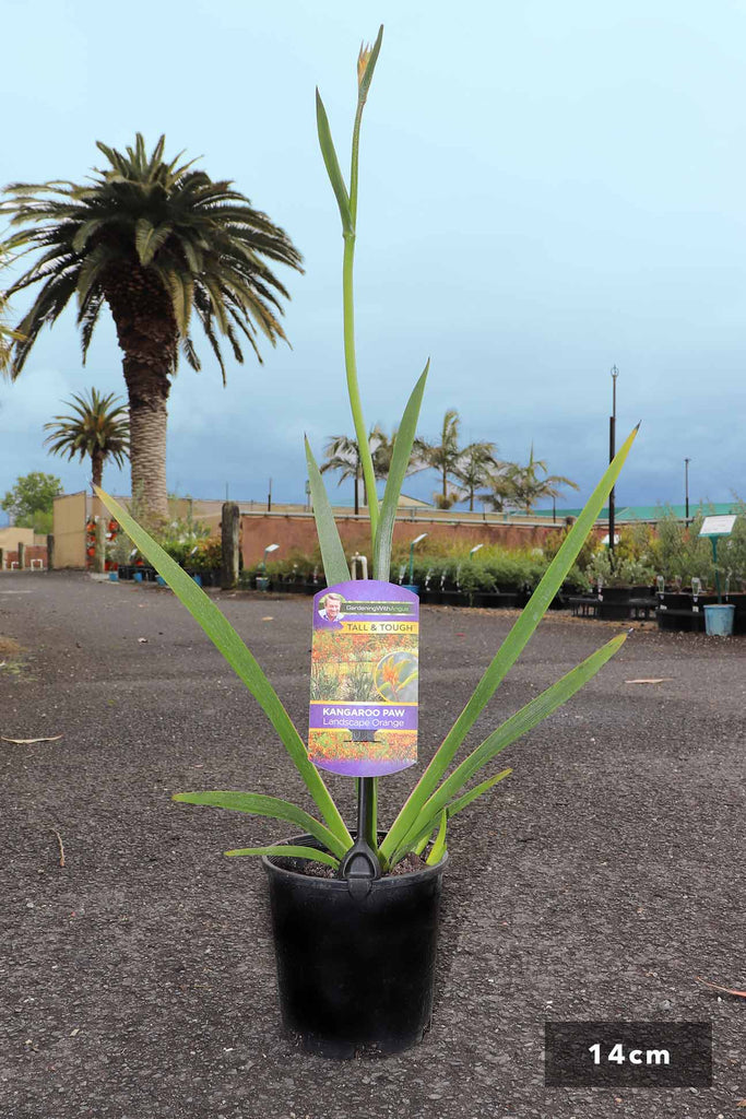 Anigozanthos Landscape Orange in a 14cm black pot