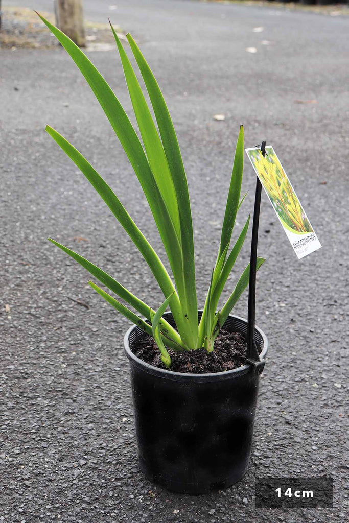 Anigozanthos Yellow Gem in a 14cm black pot