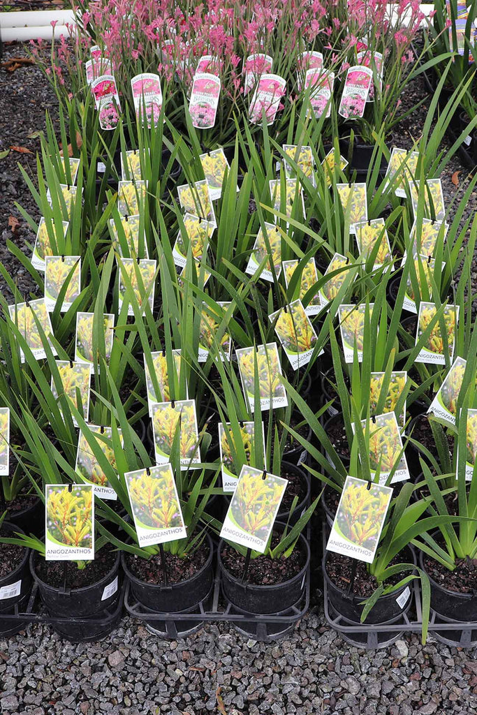 Anigozanthos Yellow Gem group